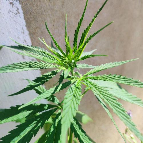 Purple Kush Auto - Solo Cup Challenge. Week 4