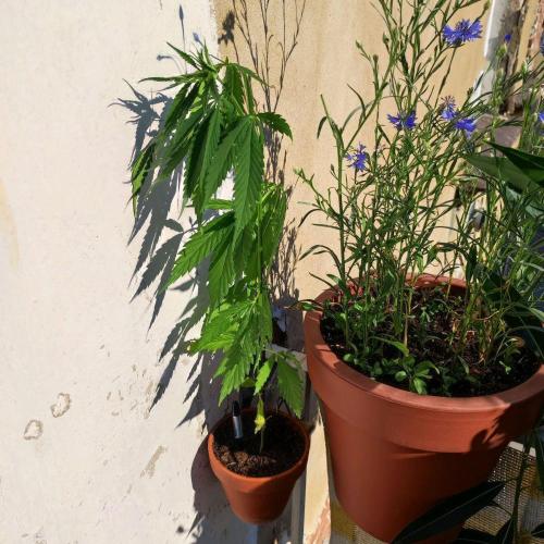 Purple Kush Auto - Solo Cup Challenge. Week 4