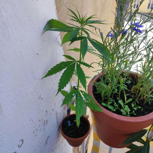 Purple Kush Auto - Solo Cup Challenge. Week 4