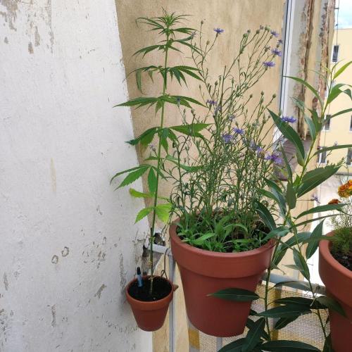 Purple Kush Auto - Solo Cup Challenge. Week 5