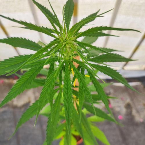 Purple Kush Auto - Solo Cup Challenge. Week 6