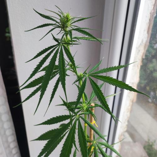 Purple Kush Auto - Solo Cup Challenge. Week 6 - After the sucker pruning