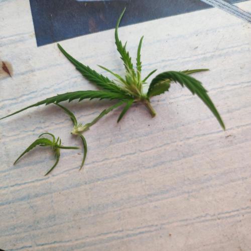 Purple Kush Auto - Solo Cup Challenge. Week 6