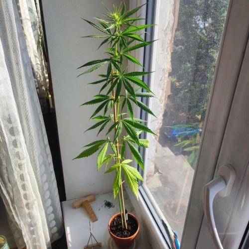 Purple Kush Auto - Solo Cup Challenge. Week 6
