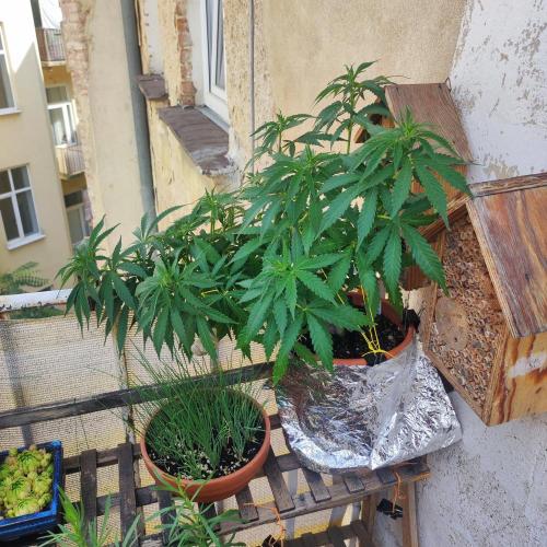 Cookies Haze - Balcony Grow. Week 12 - Day #88