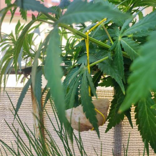 Cookies Haze - Balcony Grow. Week 12