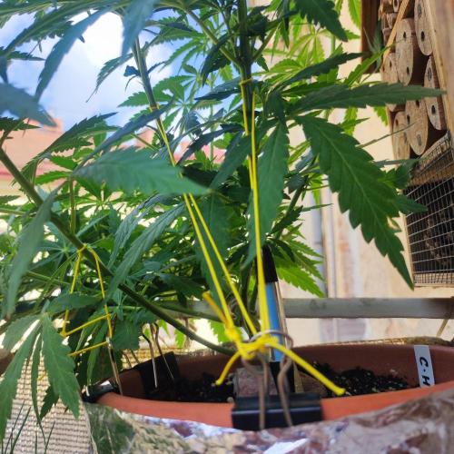Cookies Haze - Balcony Grow. Week 12