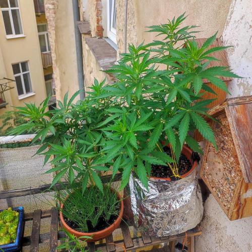 Cookies Haze. Week 12