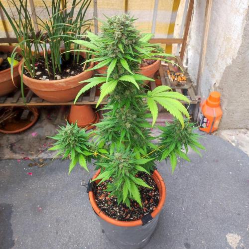 Purple Haze Auto - Balcony Grow. Week 10 - Day 75