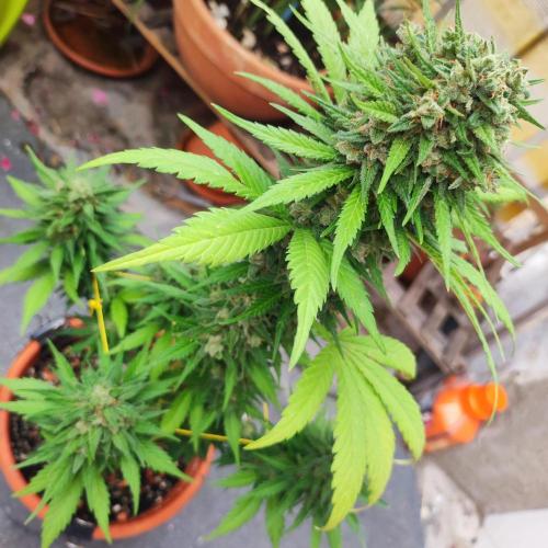Purple Haze Auto - Balcony Grow. Week 10 - Day 75