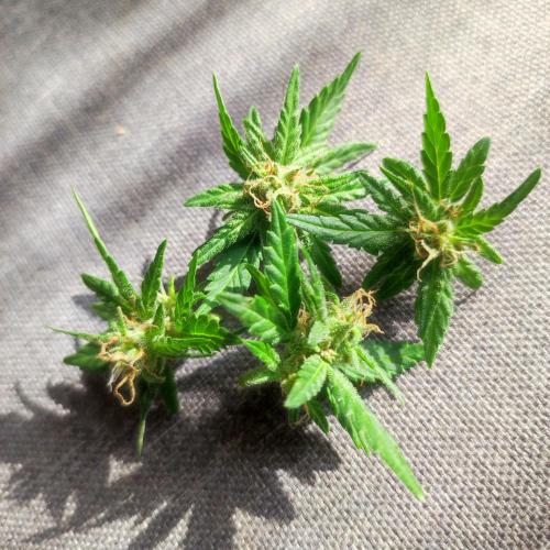 Purple Haze Auto - Balcony Grow. Week 10 - Day 76 - Got some popcorn for the tasting 🙂