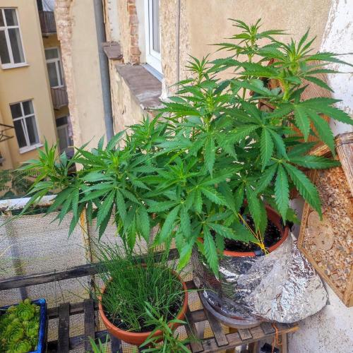 Cookies Haze - Balcony Grow. Week 13 - Day #94