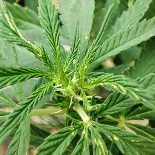Cookies Haze - Balcony Grow. Week 13 - Visible hail damage from the previous week