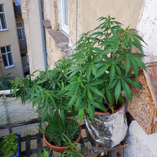 Cookies Haze - Balcony Grow. Week 13 - Day #96
