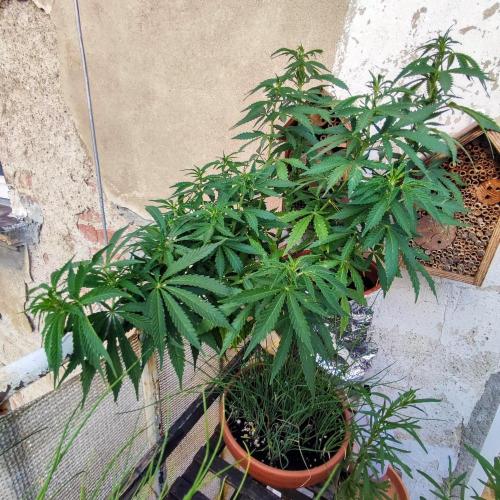 Cookies Haze - Balcony Grow. Week 13 - Day #96