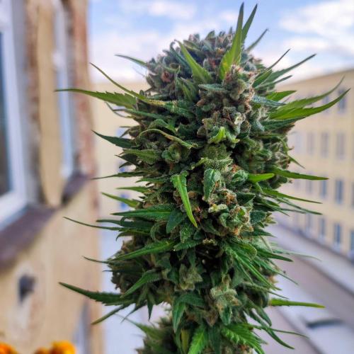 Purple Haze Auto - Balcony Grow. Week 11 - Day 80