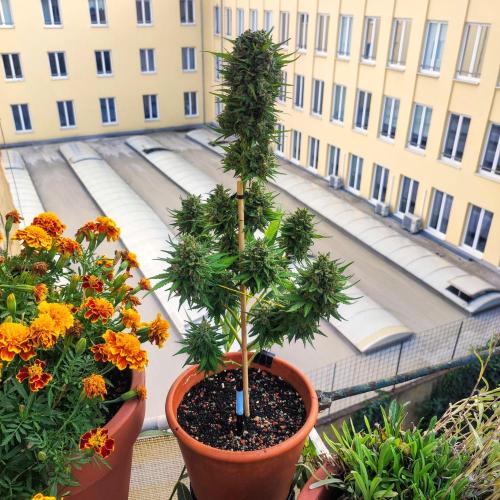 Purple Haze Auto - Balcony Grow. Week 11 - Day 80