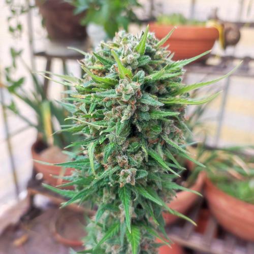 Purple Haze Auto - Balcony Grow. Week 11 - Day 81