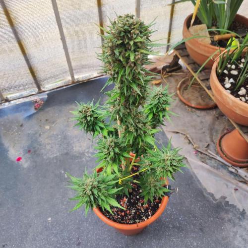 Purple Haze Auto - Balcony Grow. Week 11 - Day 81