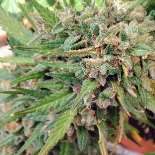 Purple Haze Auto - Balcony Grow. Week 11 - Day 82 - Ok, there actually is some purple in the buds