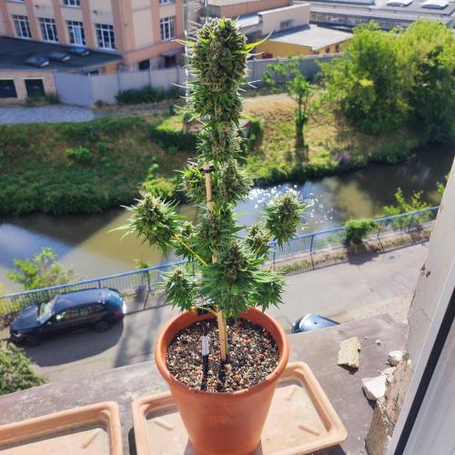 Purple Haze Auto - Balcony Grow. Week 11 - Day 83