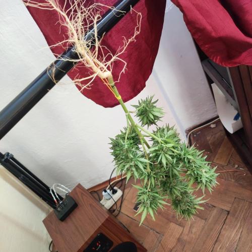 Purple Haze Auto - Balcony Grow. Week 12