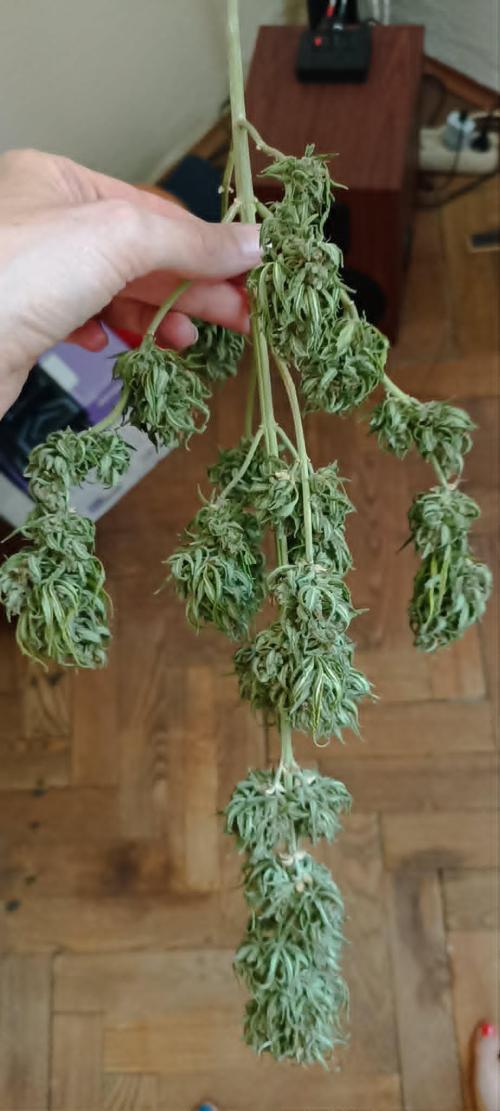 Purple Haze Auto. Week 12