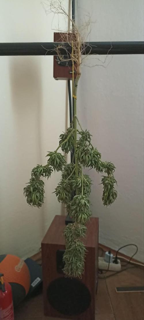 Purple Haze Auto - Balcony Grow. Week 12