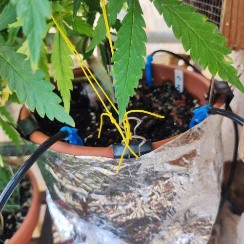 Cookies Haze - Balcony Grow. Week 13 - Day #98