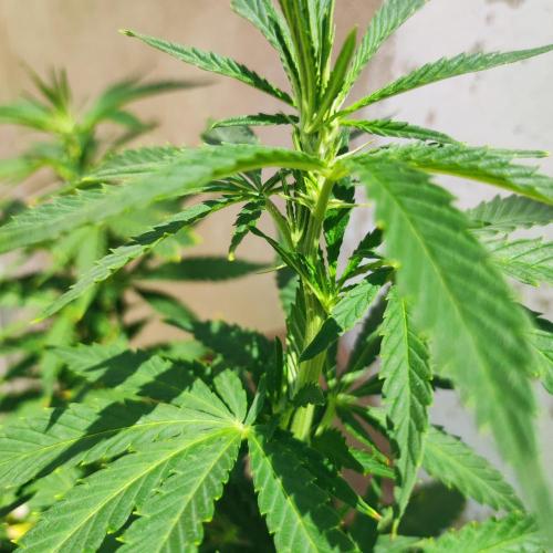 Cookies Haze. Week 15