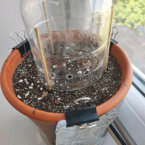 Big Devil XL Auto - Balcony '26. Week 0
