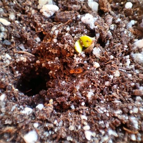 Big Devil XL Auto - Balcony '26. Week 0