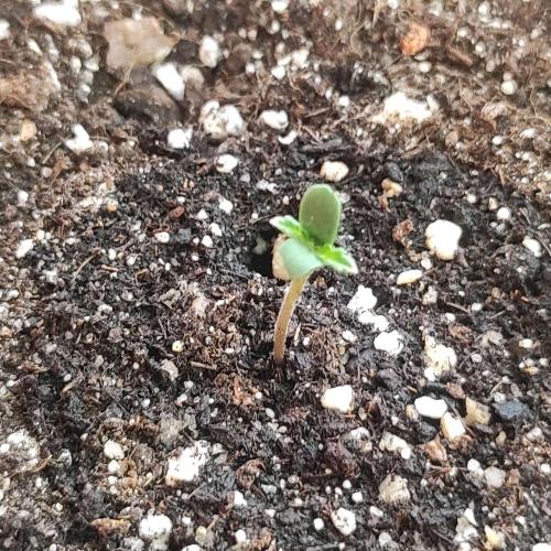 Big Devil XL Auto. Week 0