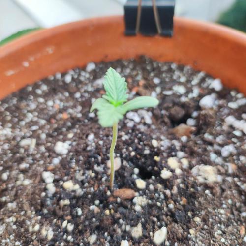 Big Devil XL Auto. Week 0