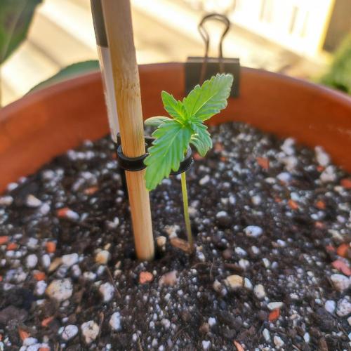 Big Devil XL Auto. Week 1