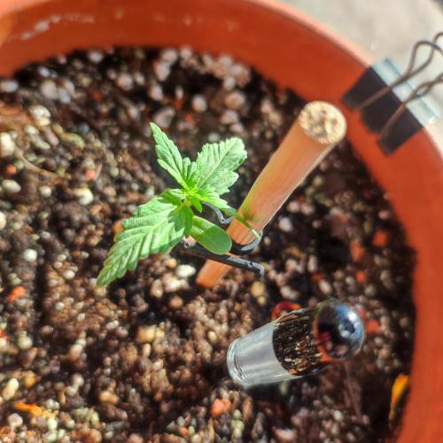 Big Devil XL Auto. Week 1