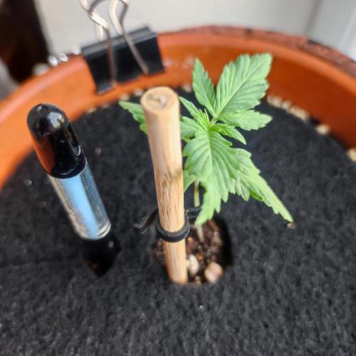 Big Devil XL Auto. Week 1