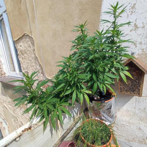 Cookies Haze - Balcony '26. Week 16
