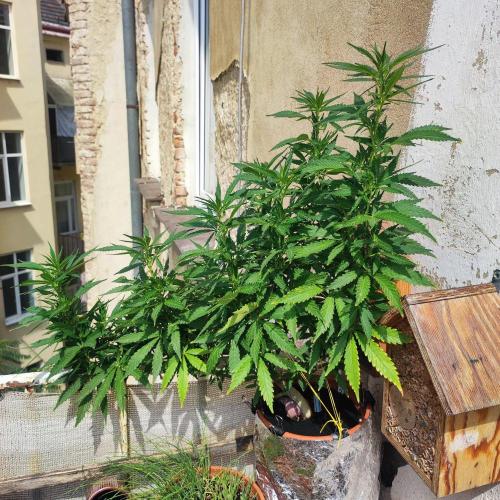 Cookies Haze - Balcony '26. Week 16