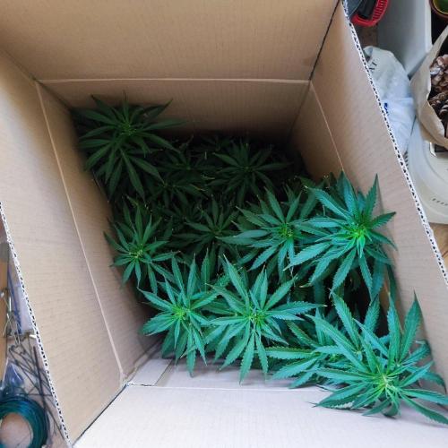 Cookies Haze - Balcony '26. Week 16 - Be good, little girl...
