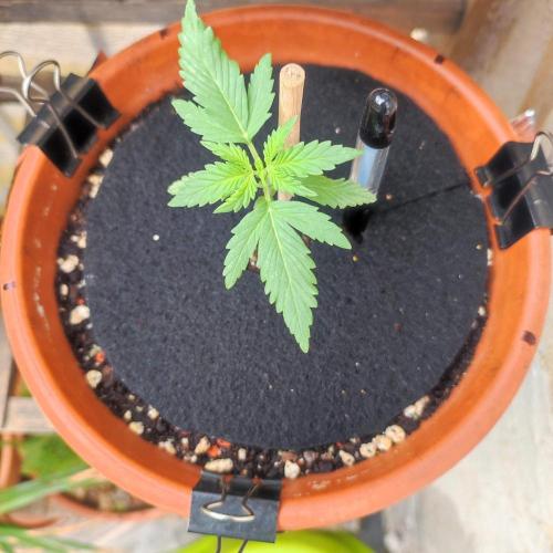 Big Devil XL Auto. Week 2