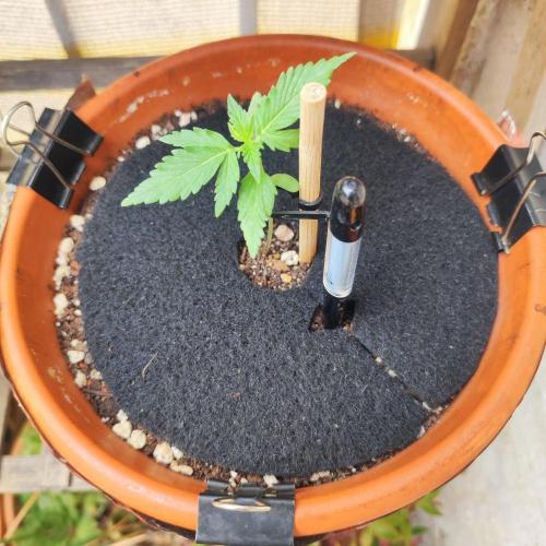 Big Devil XL Auto - Balcony '26. Week 2