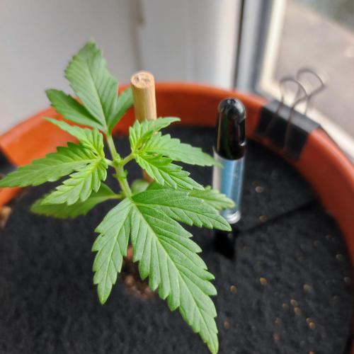 Big Devil XL Auto - Balcony '26. Week 2 - Day #18, FIM