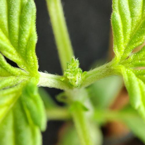 Big Devil XL Auto. Week 2