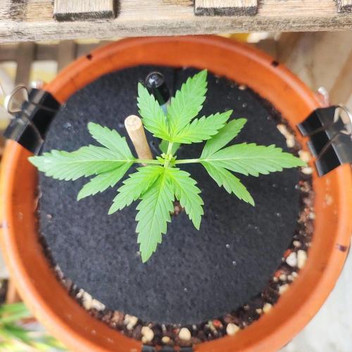 Big Devil XL Auto. Week 2