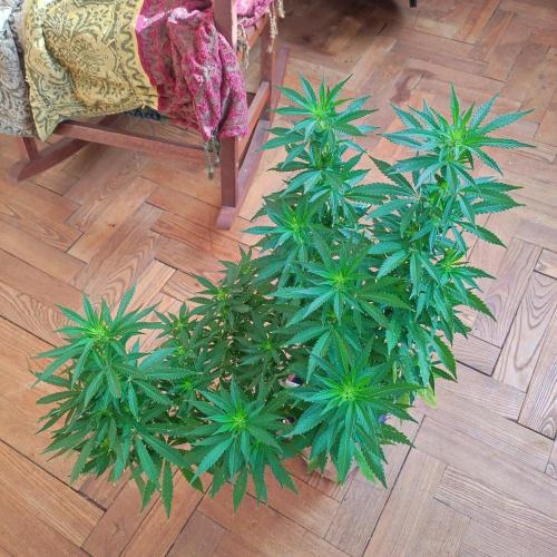 Cookies Haze - Balcony '26. Week 17