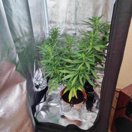 Cookies Haze - Balcony '26. Week 17 - It's time to cheat her a little