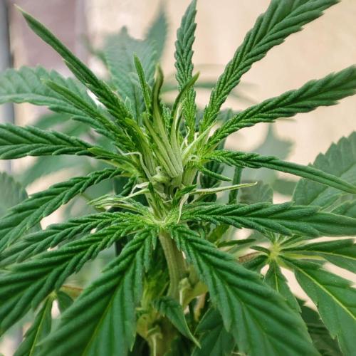 Cookies Haze - Balcony '26. Week 17