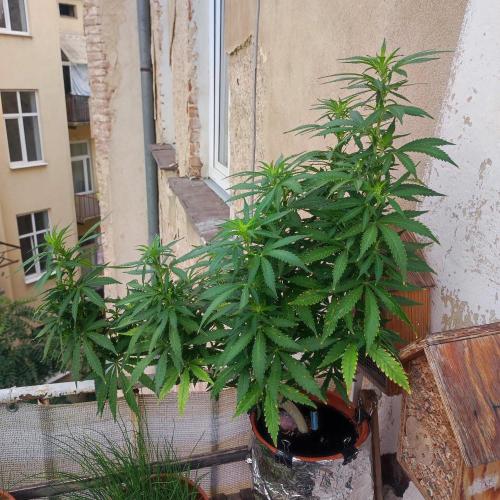 Cookies Haze - Balcony '26. Week 17