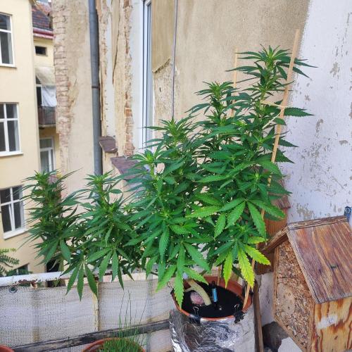Cookies Haze - Balcony '26. Week 17